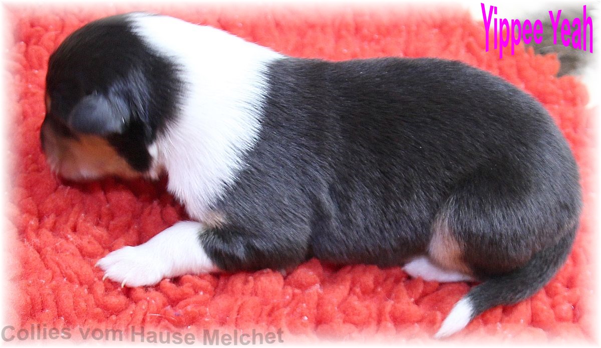 Amerikanische Collie Welpen