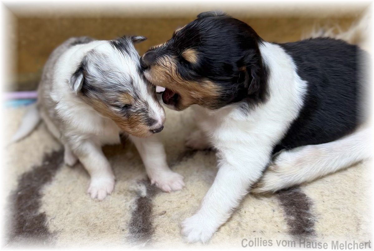 Amerikanische Collie Welpen vom Hause Melchert