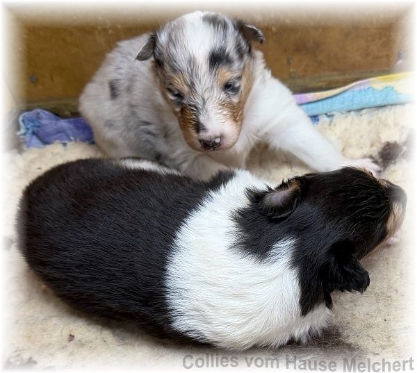 Amerikanische Collie Welpen vom Hause Melchert