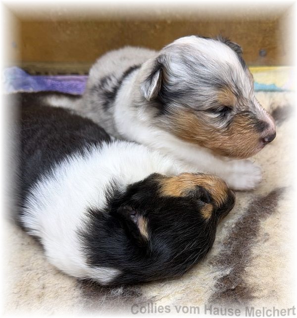 Amerikanische Collie Welpen vom Hause Melchert