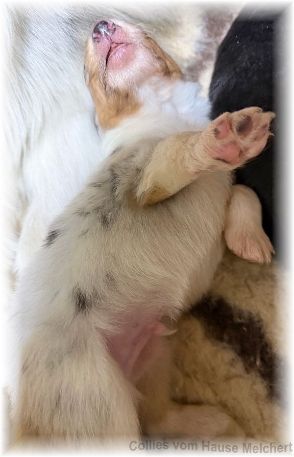Amerikanische Collie Welpen vom Hause Melchert