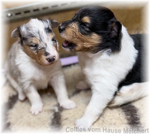 Amerikanische Collie Welpen vom Hause Melchert