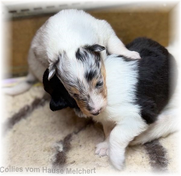 Amerikanische Collie Welpen vom Hause Melchert