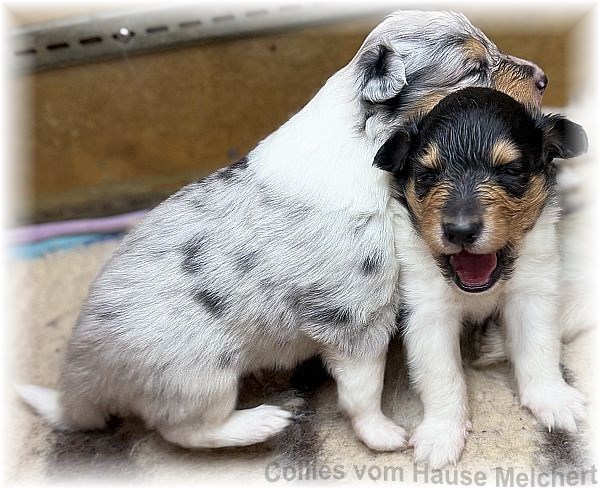 Amerikanische Collie Welpen vom Hause Melchert
